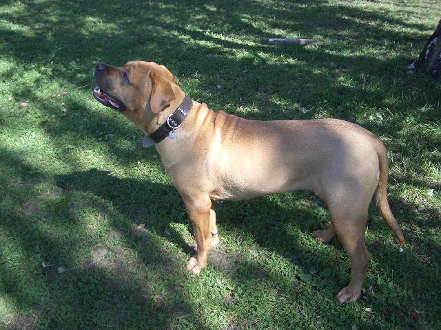 Photos: Tosa (Dog standard) (pictures, images)