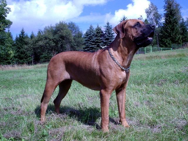 Photos: Tosa (Dog standard) (pictures, images)