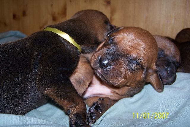 Photos: Tosa (Dog standard) (pictures, images)