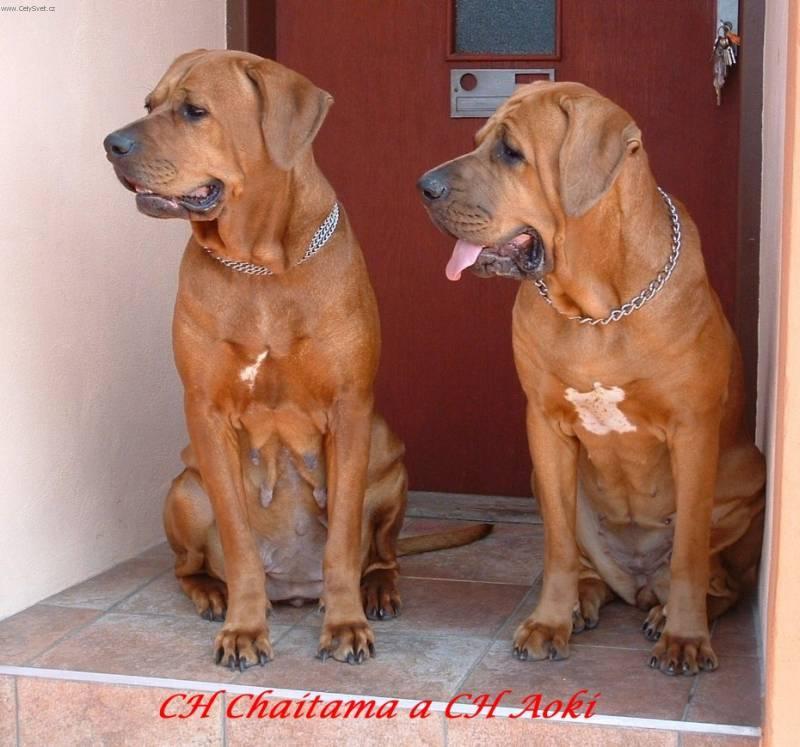 Photos: Tosa (Dog standard) (pictures, images)