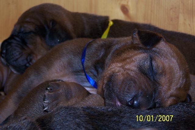 Photos: Tosa (Dog standard) (pictures, images)