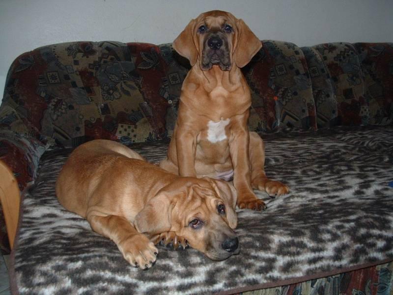 Photos: Tosa (Dog standard) (pictures, images)