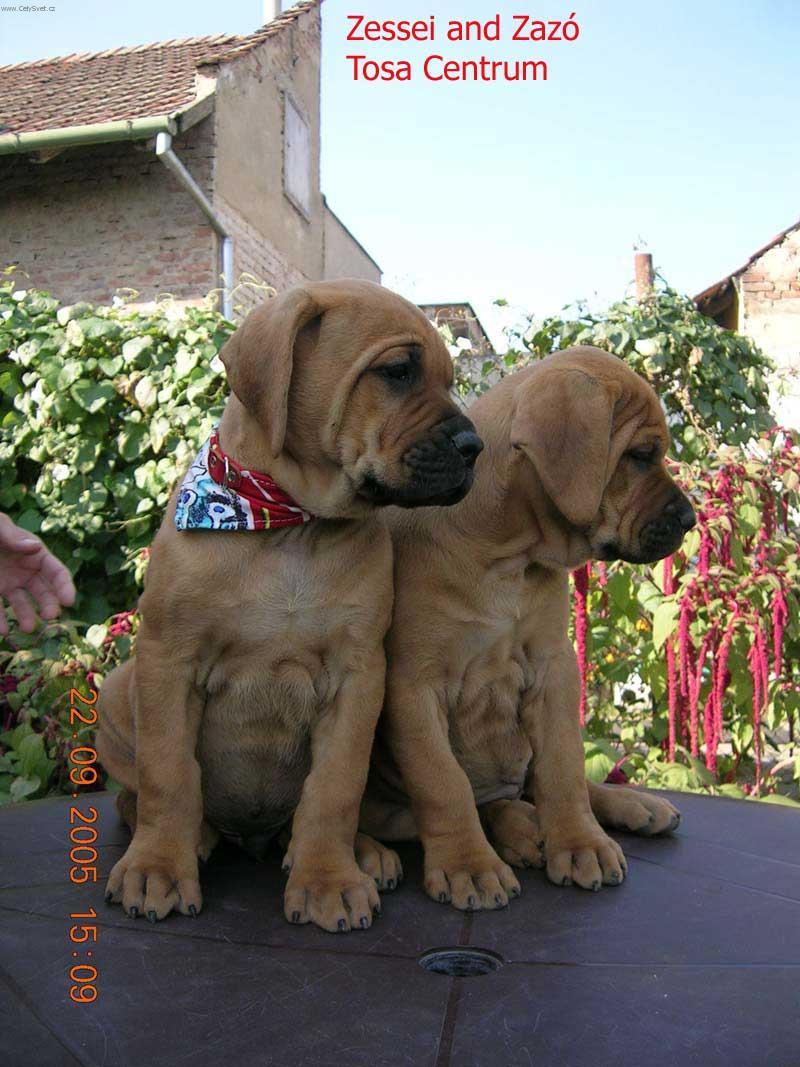 Photos: Tosa (Dog standard) (pictures, images)