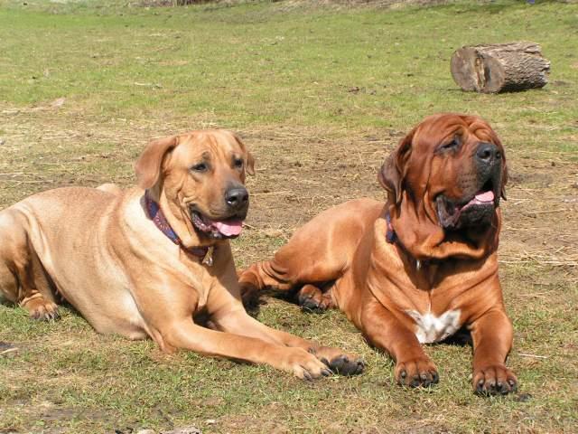Photos: Tosa (Dog standard) (pictures, images)