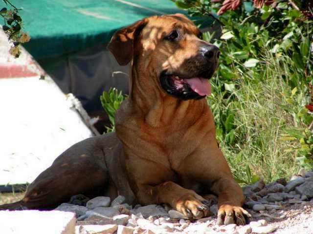 Photos: Tosa (Dog standard) (pictures, images)