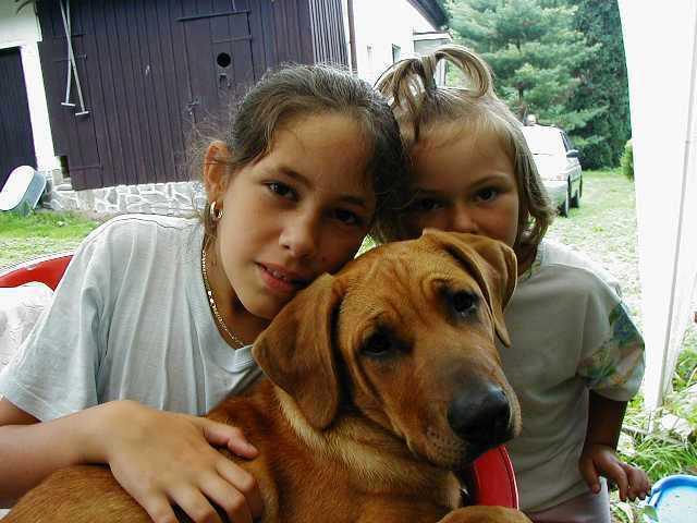 Photos: Tosa (Dog standard) (pictures, images)