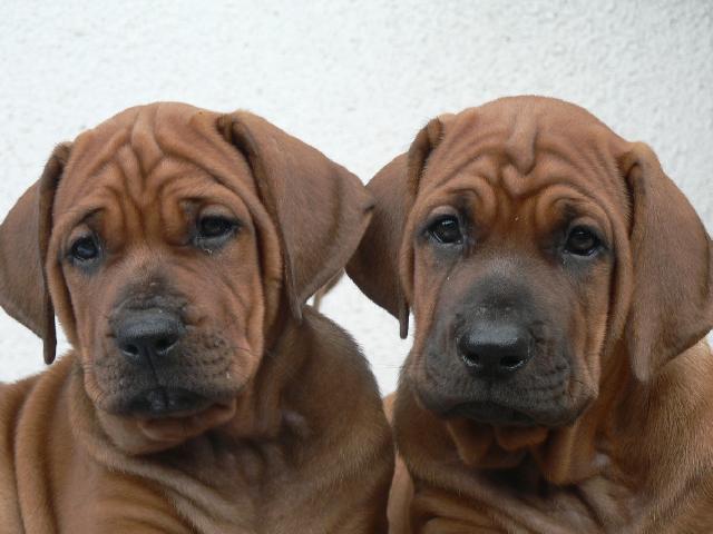 Photos: Tosa (Dog standard) (pictures, images)