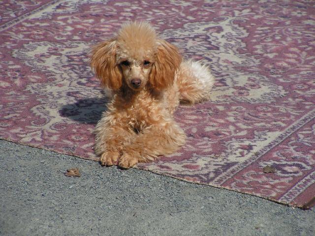 Photos: Toy poodle (Dog standard) (pictures, images)