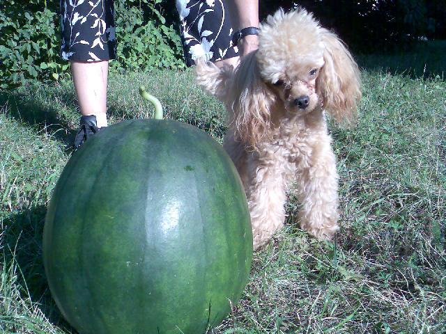 Photos: Toy poodle (Dog standard) (pictures, images)