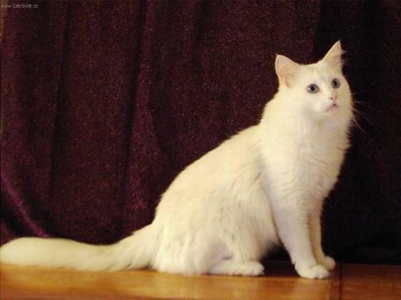 Photos: Turkish Angora (Cat) (pictures, images)