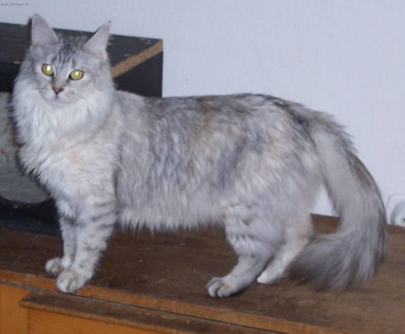 Photos: Turkish Angora (Cat) (pictures, images)