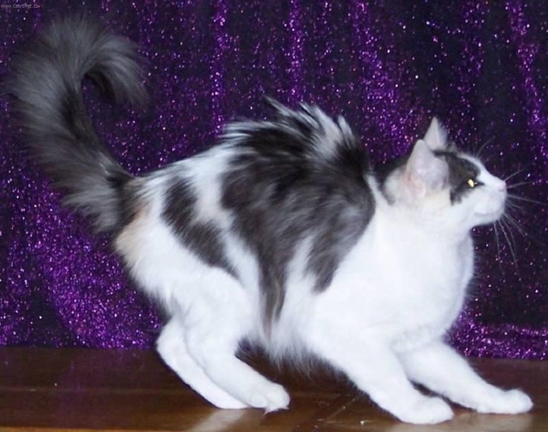 Photos: Turkish Angora (Cat) (pictures, images)