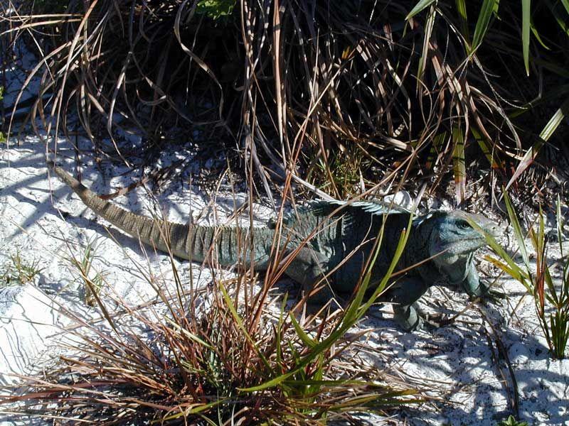 Photos: Turks and Caicos Islands (pictures, images)