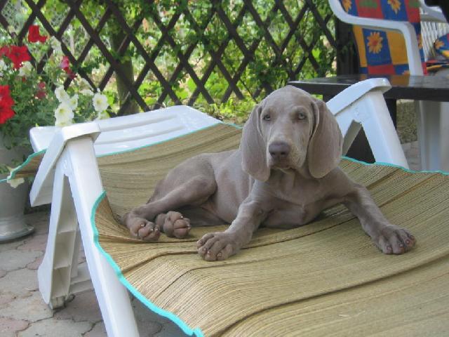 Photos: Weimaraner (Dog standard) (pictures, images)