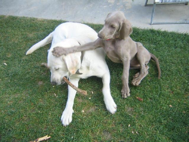 Photos: Weimaraner (Dog standard) (pictures, images)