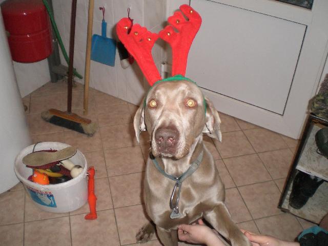 Photos: Weimaraner (Dog standard) (pictures, images)