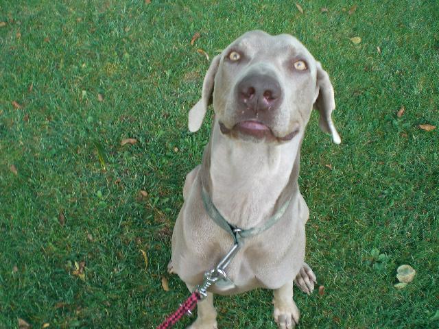 Photos: Weimaraner (Dog standard) (pictures, images)