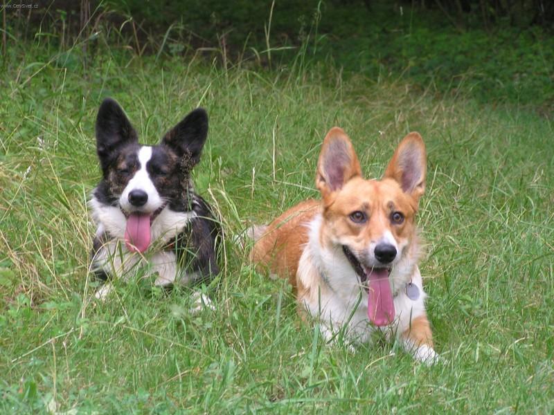 Photos: Welsh corgi cardigan (Dog standard) (pictures, images)