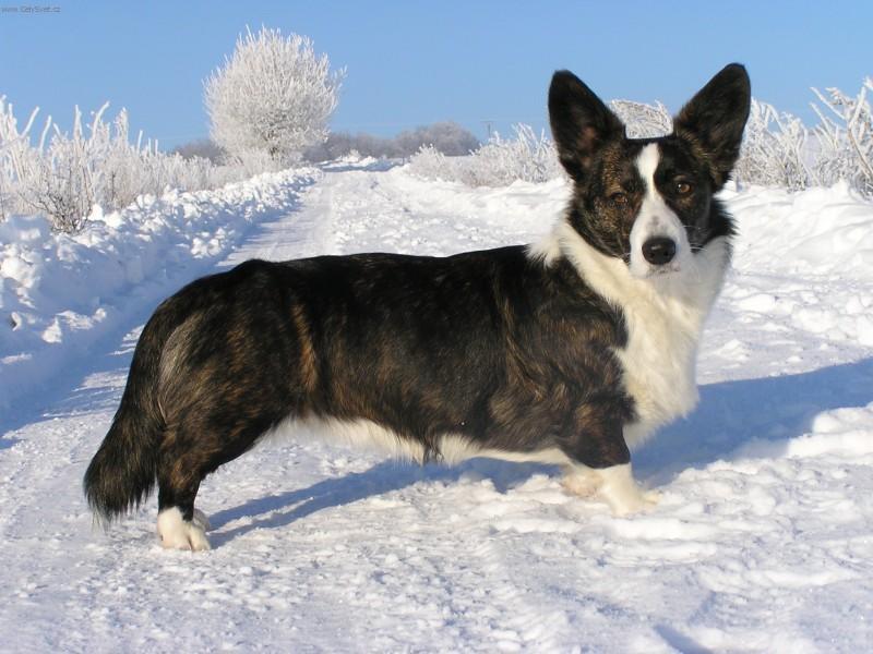 Photos: Welsh corgi cardigan (Dog standard) (pictures, images)