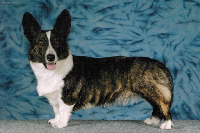 Photos: Welsh corgi cardigan (Dog standard) (pictures, images)