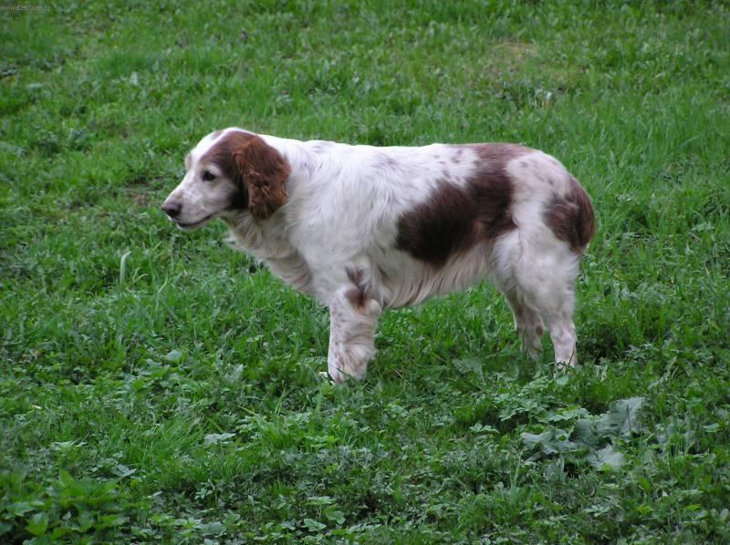 Photos: Welsh springer spaniel (Dog standard) (pictures, images)