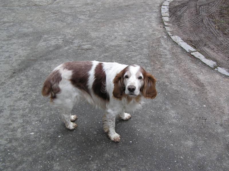 Photos: Welsh springer spaniel (Dog standard) (pictures, images)
