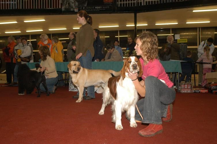 Photos: Welsh springer spaniel (Dog standard) (pictures, images)