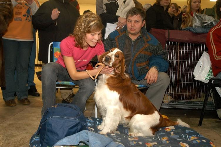 Photos: Welsh springer spaniel (Dog standard) (pictures, images)