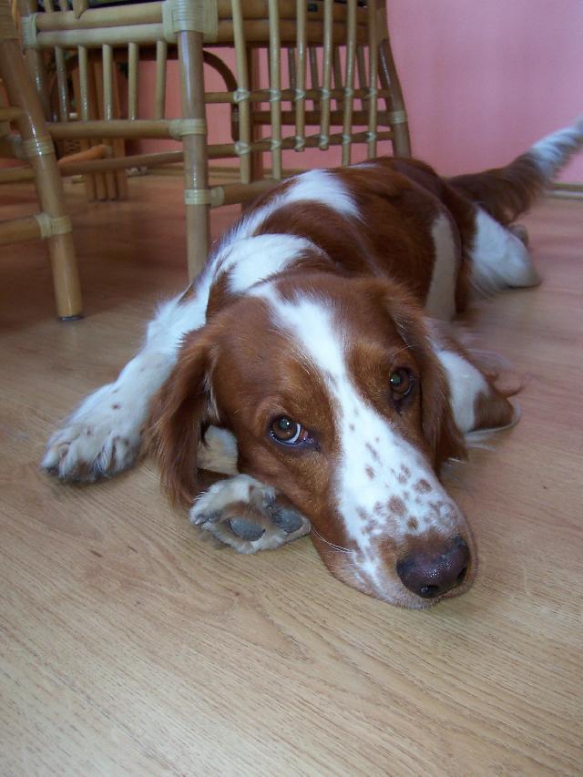 Photos: Welsh springer spaniel (Dog standard) (pictures, images)