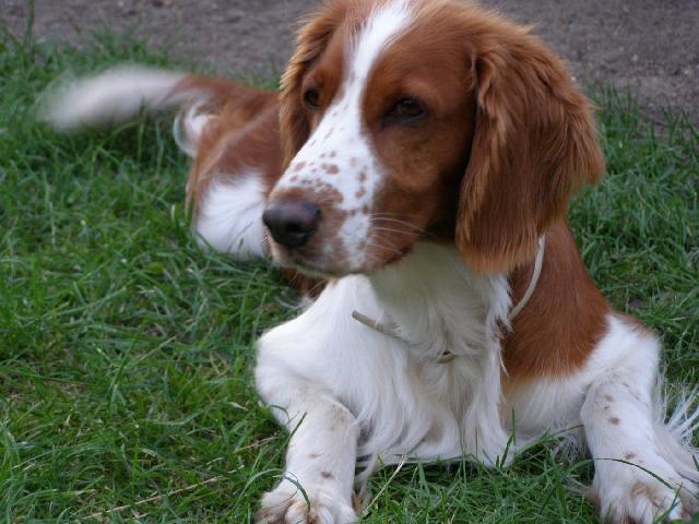 Photos: Welsh springer spaniel (Dog standard) (pictures, images)
