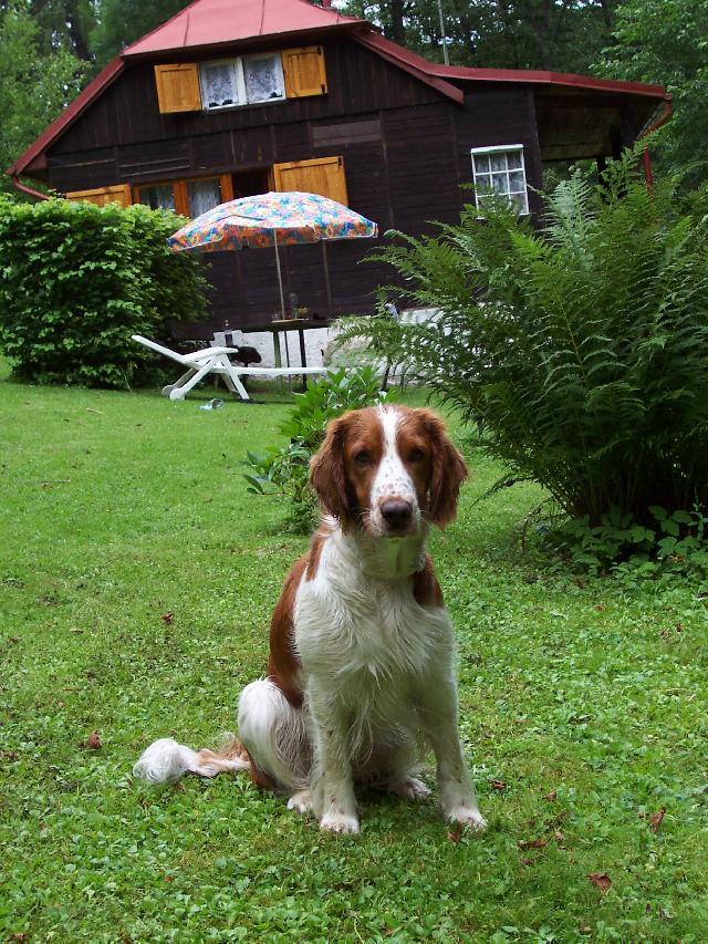 Photos: Welsh springer spaniel (Dog standard) (pictures, images)