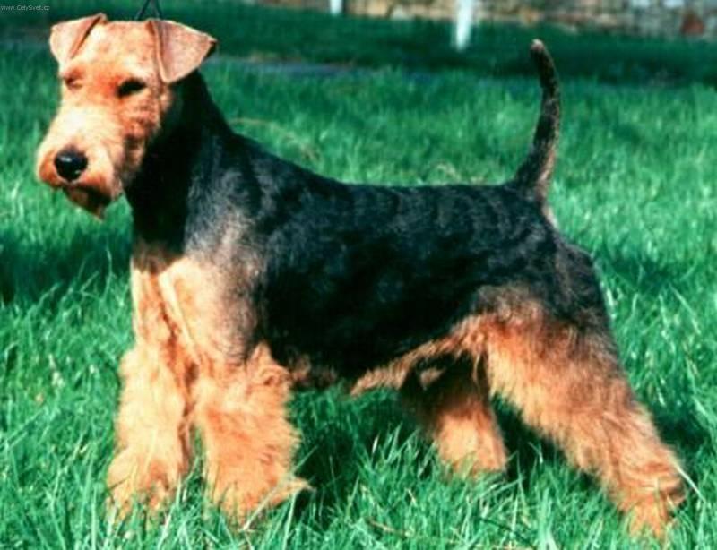 Photos: Welsh terrier (Dog standard) (pictures, images)