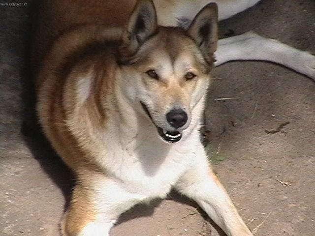 Photos: West siberian laika (Dog standard) (pictures, images)