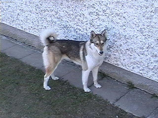 Photos: West siberian laika (Dog standard) (pictures, images)