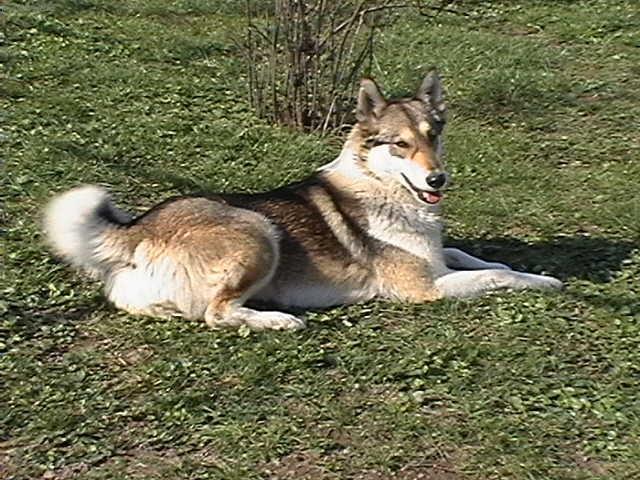 Photos: West siberian laika (Dog standard) (pictures, images)