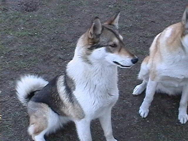 Photos: West siberian laika (Dog standard) (pictures, images)