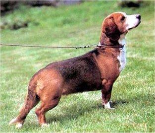 Photos: Westphalian dachsbracke (Dog standard) (pictures, images)