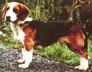Photos: Westphalian dachsbracke (Dog standard) (pictures, images)