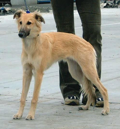 Photos: Whippet (Dog standard) (pictures, images)