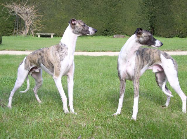 Photos: Whippet (Dog standard) (pictures, images)