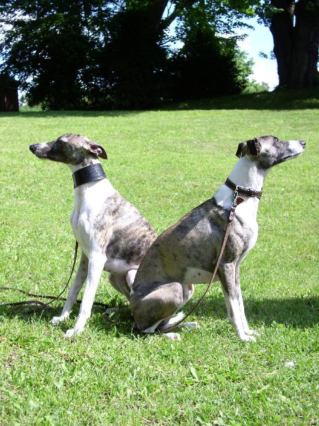 Photos: Whippet (Dog standard) (pictures, images)