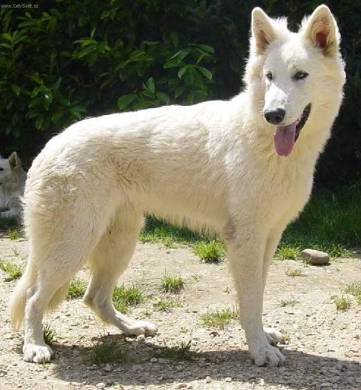 Photos: White swiss shepherd dog (Dog standard) (pictures, images)