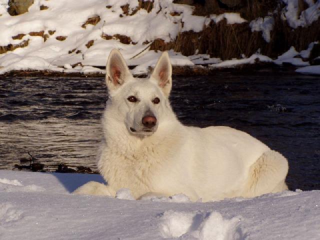 Photos: White swiss shepherd dog (Dog standard) (pictures, images)