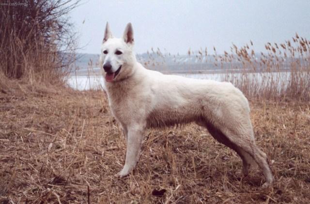 Photos: White swiss shepherd dog (Dog standard) (pictures, images)