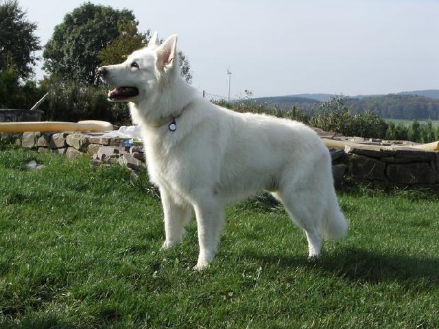 Photos: White swiss shepherd dog (Dog standard) (pictures, images)
