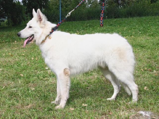 Photos: White swiss shepherd dog (Dog standard) (pictures, images)