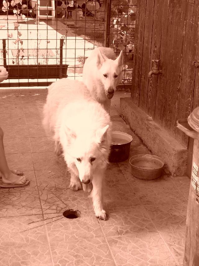 Photos: White swiss shepherd dog (Dog standard) (pictures, images)