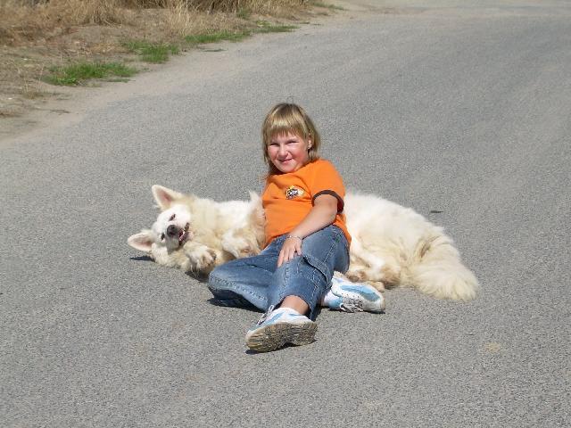 Photos: White swiss shepherd dog (Dog standard) (pictures, images)