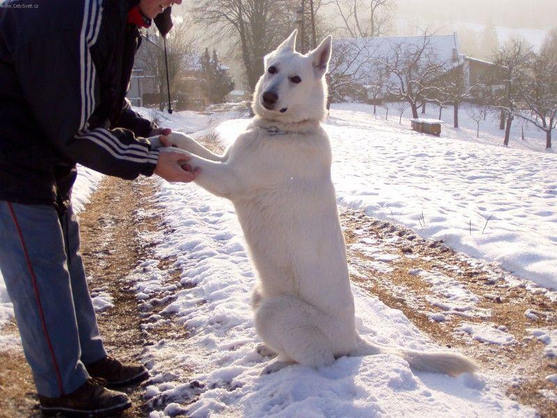 Photos: White swiss shepherd dog (Dog standard) (pictures, images)
