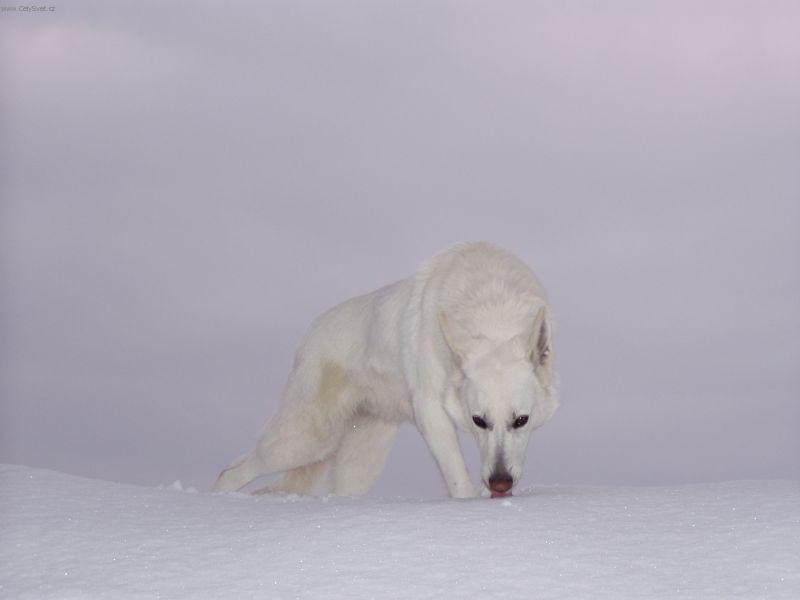 Photos: White swiss shepherd dog (Dog standard) (pictures, images)